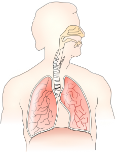 This photo shows how our lungs look like